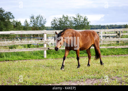 Bay Horse wandern im Fahrerlager und im Sommer im Freien Stockfoto