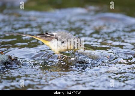 Gebirgsstelze (Motacilla cinerea), jungen Vogel, auf Stein im Bachbett mit erfassten Wurm, Deutschland Stockfoto