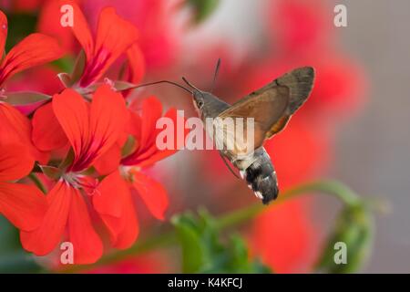 Hummingbird Hawk-moth (Macroglossum stellatarum), Fliegende während der Fütterung, auf Geranien blühen (Pelargonium spec.), Deutschland Stockfoto