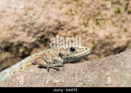 Lebendgebärenden Eidechsen (Lacerta vivipara) auf Stein, Porträt, Hessen, Deutschland Stockfoto