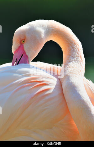 Rosa Flamingo (Phoenicopterus ruber Roseus), Baden-Württemberg, Deutschland Stockfoto