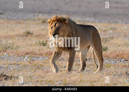 Afrikanischer Löwe (Panthera leo), erwachsenen Mann zu Fuß in Trockenrasen, Etosha National Park, Namibia Stockfoto