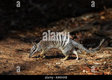 Gefährdete Numbat suchen nach Termiten. Stockfoto