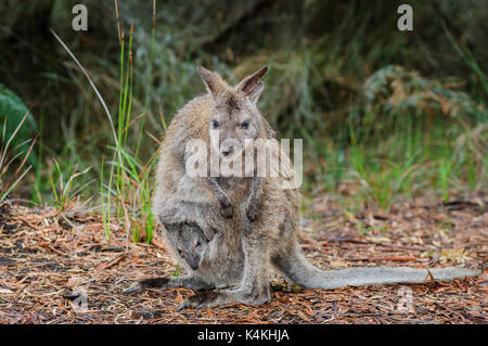 Red-necked Wallaby mit Joey in seiner Tasche. Stockfoto