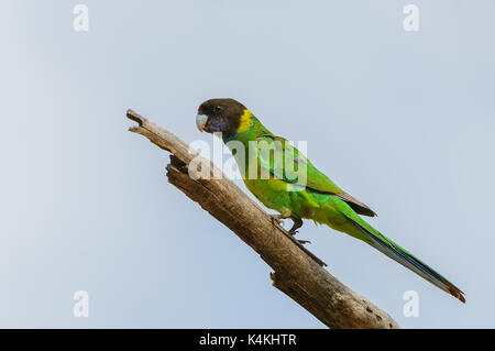 Bunte Australier Ringneck sitzen auf einem Ast. Stockfoto