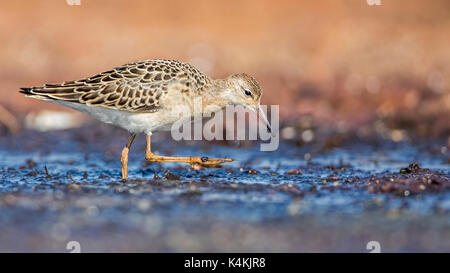 Kampfläufer (Philomachus pugnax), Nahrungssuche in das Watt, Nordseeküste, Schleswig-Holstein, Wattenmeer, Schleswig-Holstein, Deutschland Stockfoto