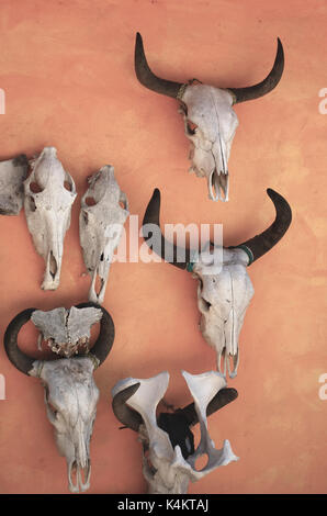 Vieh Schädel an der Wand - Mayto, Mexiko Stockfoto