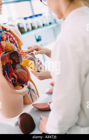 Student der Medizin untersuchen Modell des menschlichen Körpers Stockfoto