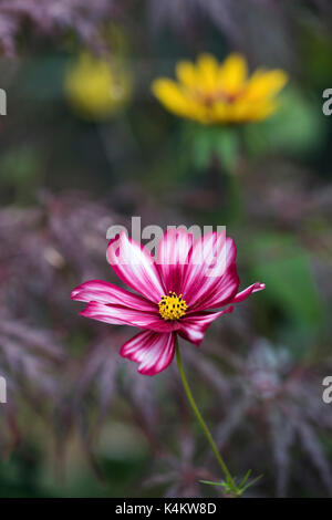 Schmuckkörbchen 'Velouette' Blüte gegen eine rudbeckien und dunklen Hintergrund Stockfoto