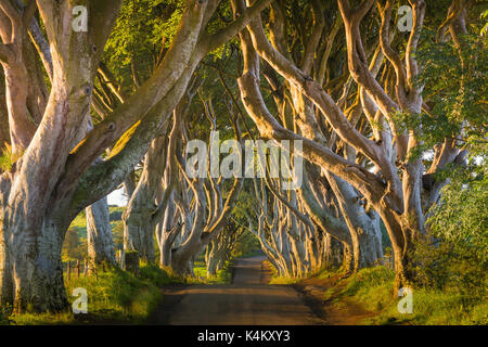 Die dunklen Hecken ist eine Allee der Buche entlang Bregagh Straße zwischen Armoy und Stranocum im County Antrim, Nordirland. Stockfoto