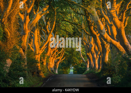 Die dunklen Hecken ist eine Allee der Buche entlang Bregagh Straße zwischen Armoy und Stranocum im County Antrim, Nordirland. Stockfoto