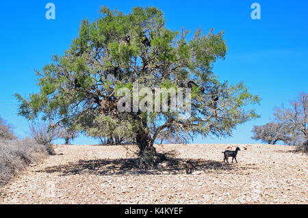 Ein Ziegen auf einem Baum in Marokko Stockfoto