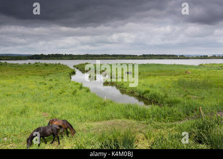 France, Eure (27), région du Marais-Vernier, Sainte-opportune-la-Mare, réserve Naturelle des Mannevilles, la Grand-Mare // Frankreich, Eure, Marais-Vernie Stockfoto