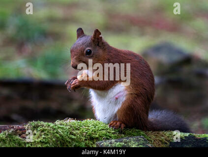 Eichhörnchen. Frau. Schwanger. Stockfoto