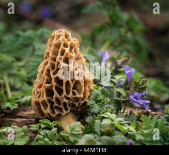 Gemeinsame Morcheln (Morchella esculenta) fotografiert mit Efeu Stockfoto