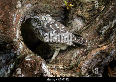 Steinkauz (Athene Noctua) Stockfoto