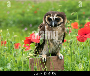 Braunes Holz Eule (Asiatische Holz Owl) Strix leptogrammica Stockfoto