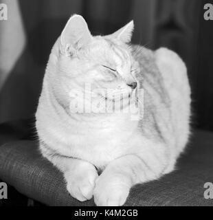Katzengesicht in schwarz / weiß Stockfoto