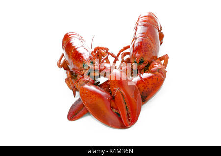 Gekochte Hummer auf weißem Hintergrund Stockfoto