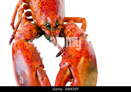 Gekochte Hummer auf weißem Hintergrund Stockfoto
