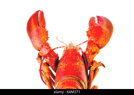 Gekochte Hummer auf weißem Hintergrund Stockfoto