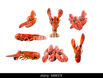 Gekochte Hummer auf weißem Hintergrund Stockfoto