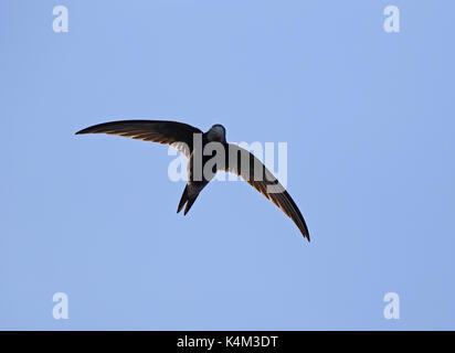 Swift / gemeiner Swift, Apus apus, blauer Himmel Stockfoto