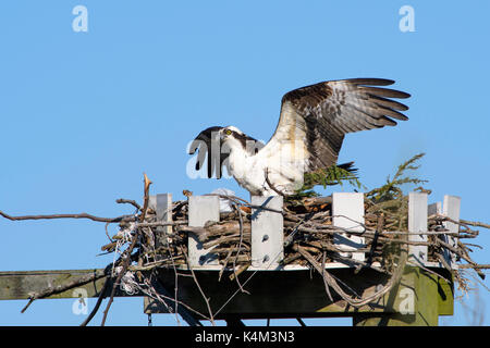 Fischadler, pandion Haliaetus, auch als Sea Hawk, Fish Eagle, Sea Hawk, Fluss hawk und Fish Hawk - ist eine Tagaktive, Fisch-essen Raubvogel bekannt. Diese auf Stockfoto