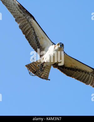 Fischadler, pandion Haliaetus, auch als Sea Hawk, Fish Eagle, Sea Hawk, Fluss hawk und Fish Hawk - ist eine Tagaktive, Fisch-essen Raubvogel bekannt. Diese auf Stockfoto