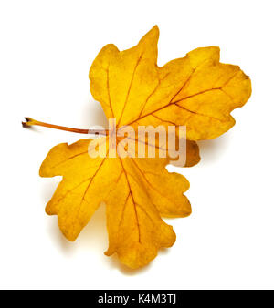 Gelb Herbst Blatt der Eiche. Auf weissem Hintergrund. Stockfoto