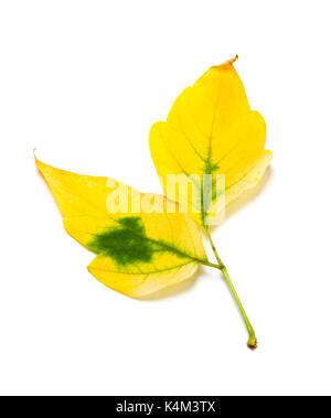 Gelb Herbst Ahorn - Blatt, Box Elder. Auf weissem Hintergrund. Stockfoto