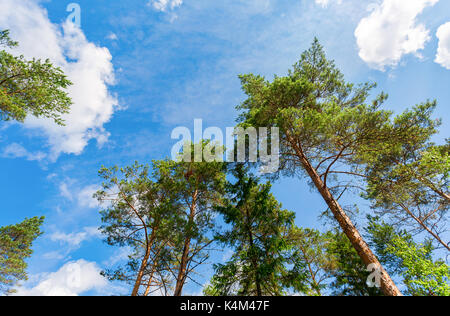 Kronen der hohen Kiefern über seinem Kopf in den Wald vor blauem Himmel Stockfoto