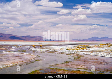 Die Salar de Uyuni, dem größten Salzsee der Welt. Stockfoto