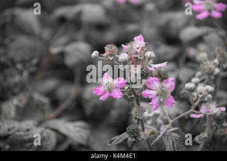 Blackberry Blossom Stockfoto