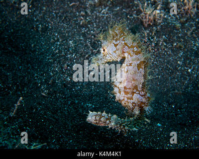 Eine schüchterne Kurz-snouted Seepferdchen (Hippocampus Hippocampus) in Puerto Naos (La Palma, Kanarische Inseln, Spanien) Stockfoto