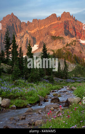 Sunrise view of Three Fingered Jack mountain from a wildflower meadow in bloom Stockfoto