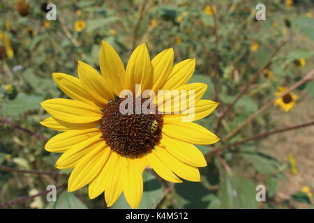 Eine gefleckte Gurke Käfer essen eine Sonnenblume entlang der Fountain Creek Regional Trail in Fountain Creek Regional Park in Brunnen, Colorado Stockfoto