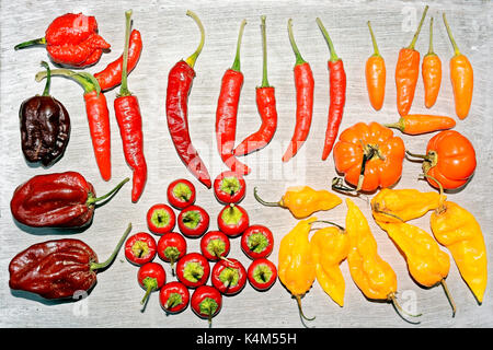 Scharfe chilis in verschiedenen Formen und Farben. Stockfoto