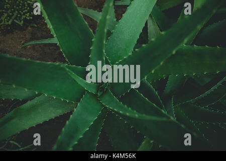 Nahaufnahme der Blätter der Aloe Vera Pflanze Arten. Stockfoto