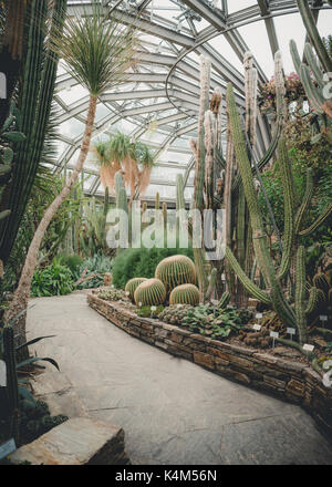 Wunderschöne reife Kakteen in einem Gewächshaus im botanischen Garten. Stockfoto