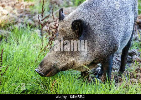 Weibliche Wildschweine, Sus scrofa, Tschechische Republik Stockfoto