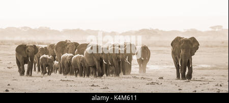 Herde von lephants in der Amboseli National Park, früher Masai Mara Game Reserve, im Distrikt Kajiado, Provinz Rift Valley in Kenia. Die ecosyste Stockfoto