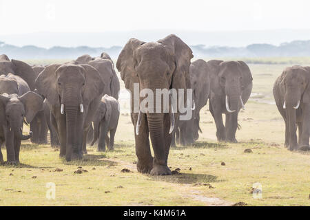 Herde von Elefanten im Amboseli National Park, früher Masai Mara Game Reserve, im Distrikt Kajiado, Provinz Rift Valley in Kenia. Die ecosyst Stockfoto