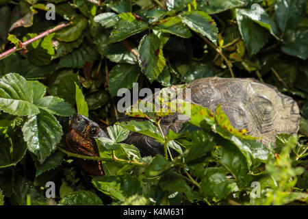 Männliche Holz Schildkröte - Glyptemys insculpta Stockfoto