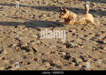 Hund spielt mit Ball am Strand Stockfoto