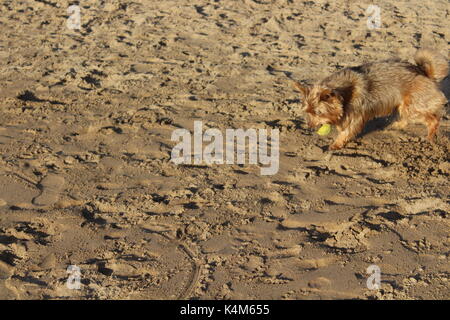 Hund am Spiel mit Ball am Strand Stockfoto