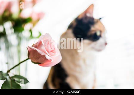 Closeup Portrait von Calico Katze sitzt auf Küche Zimmer Tisch in Rosa, Rose Blume durch Fenster mit hellem Licht Stockfoto