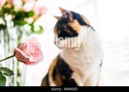 Closeup Portrait von Calico Katze sitzt auf Küche Zimmer Tisch in Rosa, Rose Blume durch Fenster mit hellem Licht Stockfoto