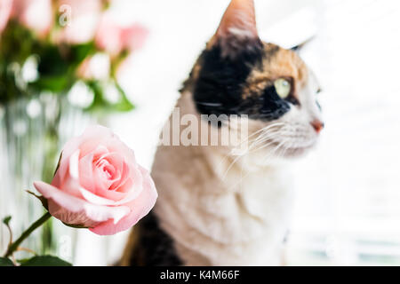 Closeup Portrait von Calico Katze sitzt auf Küche Zimmer Tisch in Rosa, Rose Blume durch Fenster mit hellem Licht Stockfoto