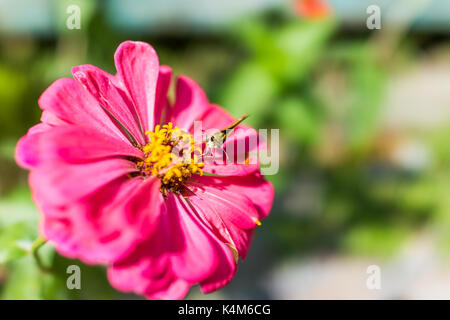 Makro Nahaufnahme von Kleine Motte auf Rosa zinnia Blume im Sommer Garten Stockfoto